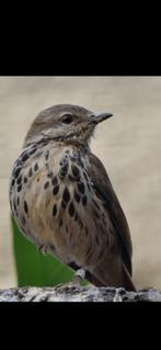 Palım lijster man, Dieren en Toebehoren, Mannelijk