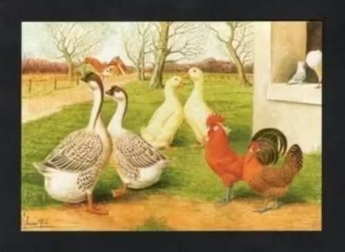 Pluimvee Kippen Ganzen Eenden Duiven Boerderij, Van Gink, Ophalen of Verzenden, 1980 tot heden, Ongelopen, Vogel