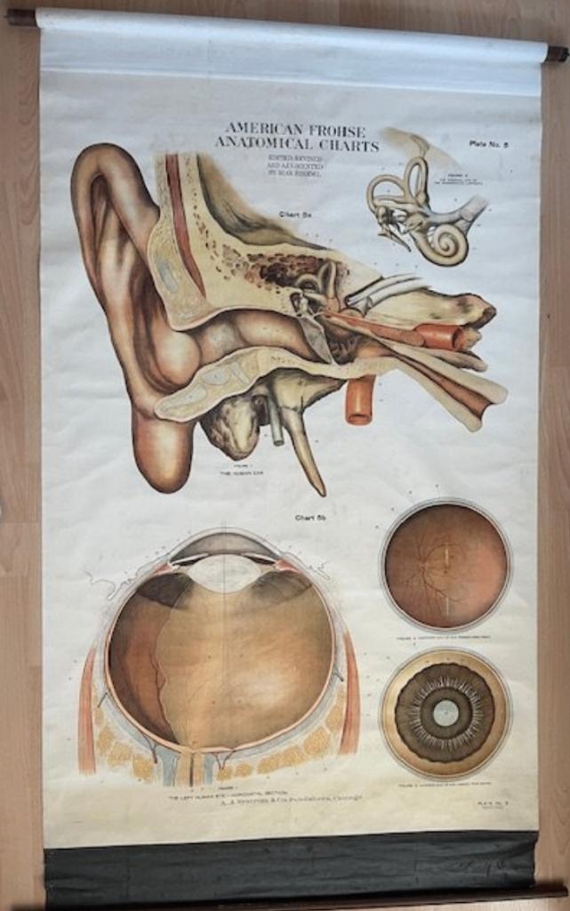 Anatomische leerplaat, Ophalen of Verzenden, Natuur en Biologie