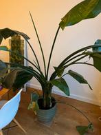 Grote strelitzia nicolai inclusief pot, Ophalen, Halfschaduw