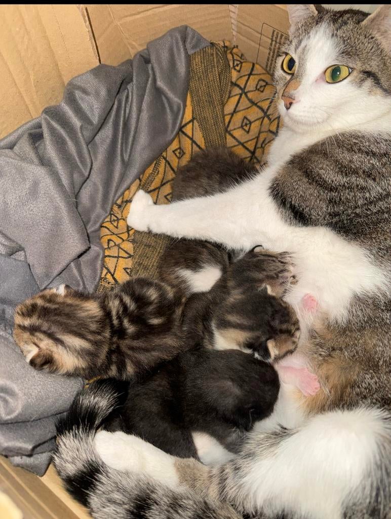 Europese korthaar Kittens te koop, Dieren en Toebehoren, Katten en Kittens | Overige Katten, Meerdere dieren