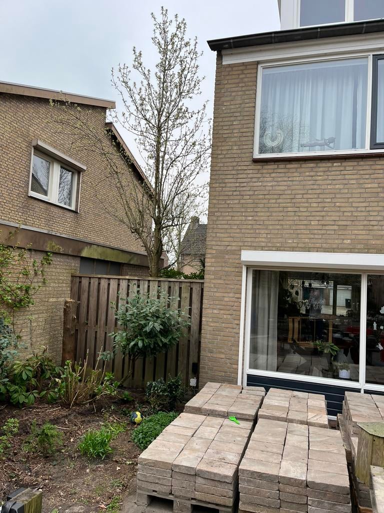 Perenboom conferance, Ophalen, 250 tot 400 cm, Perenboom