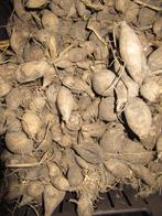 dahliaknollen, Ophalen, Voorjaar, Volle zon, Knol