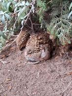 JUNGLEBUCH KWARTEL MANNEN 2025, Mannelijk, Tropenvogel, Geringd