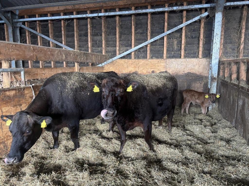 Te koop: 2 Wagyu koeien met 2 vaarskalveren 1 stel verkocht, Dieren en Toebehoren, Vrouwelijk, 3 tot 6 jaar
