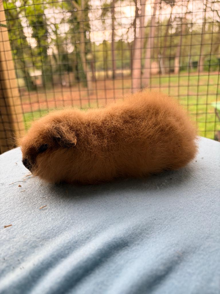 Ch teddy beertjes buff en creme california raszuiver, Dieren en Toebehoren, Cavia, Februari, Mannelijk, Tam