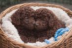 Schattige choco Maltipoo reutjes, HCC (leverziekte), Overige rassen, 8 tot 15 weken, Meerdere