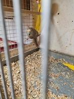 Kakariki man, Dieren en Toebehoren, Vogels | Parkieten en Papegaaien, Mannelijk, Parkiet