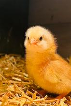 Kuikens New Hampshire x Brown Nick!, Dieren en Toebehoren, Pluimvee, Meerdere dieren, Kip