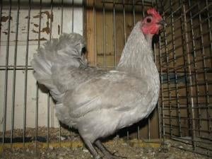 Australorp kippen, Dieren en Toebehoren, Pluimvee, Vrouwelijk, Kip