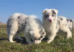 Border collie pups praachtige kleuren, Dieren en Toebehoren, België, 15 weken tot 1 jaar, Collie, Parvo