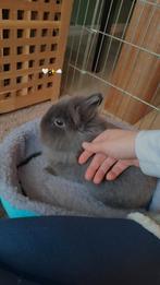 Tam konijn inclusief kooi + benodigdheden., Ophalen, Hok, Konijn, Minder dan 60 cm