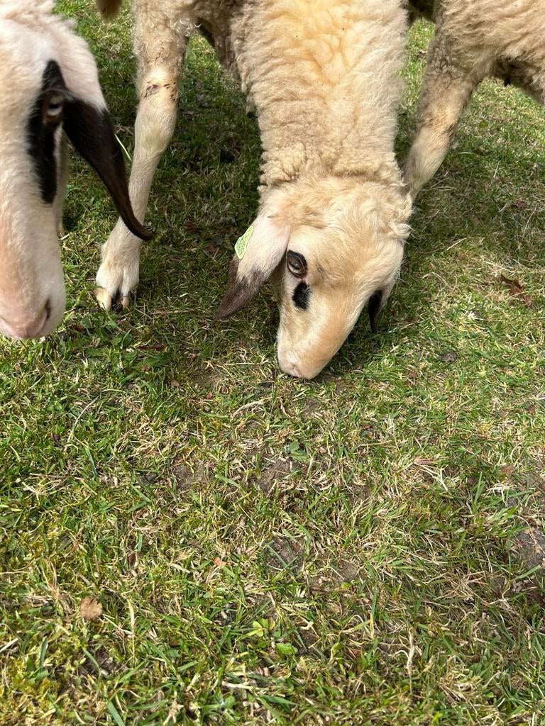 Brilschaap jaarling, Vrouwelijk, Schaap, 0 tot 2 jaar