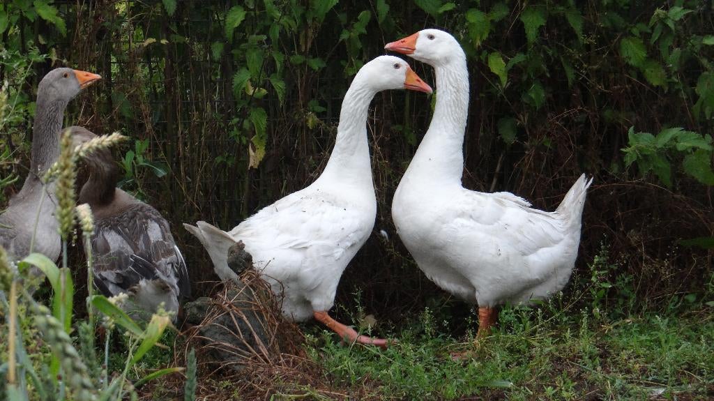 Boerenganzen | Passend advies, Dieren en Toebehoren, Pluimvee, Meerdere dieren, Gans of Zwaan