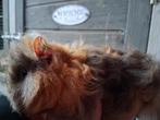 TK 2 lunkarya beertjes, Cavia, Mannelijk, Januari, Tam