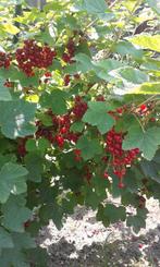 Bessenstruiken, Ribes rubrum 'Jonkheer van Tets', Minder dan 100 cm, Lente, Overige soorten, Ophalen of Verzenden