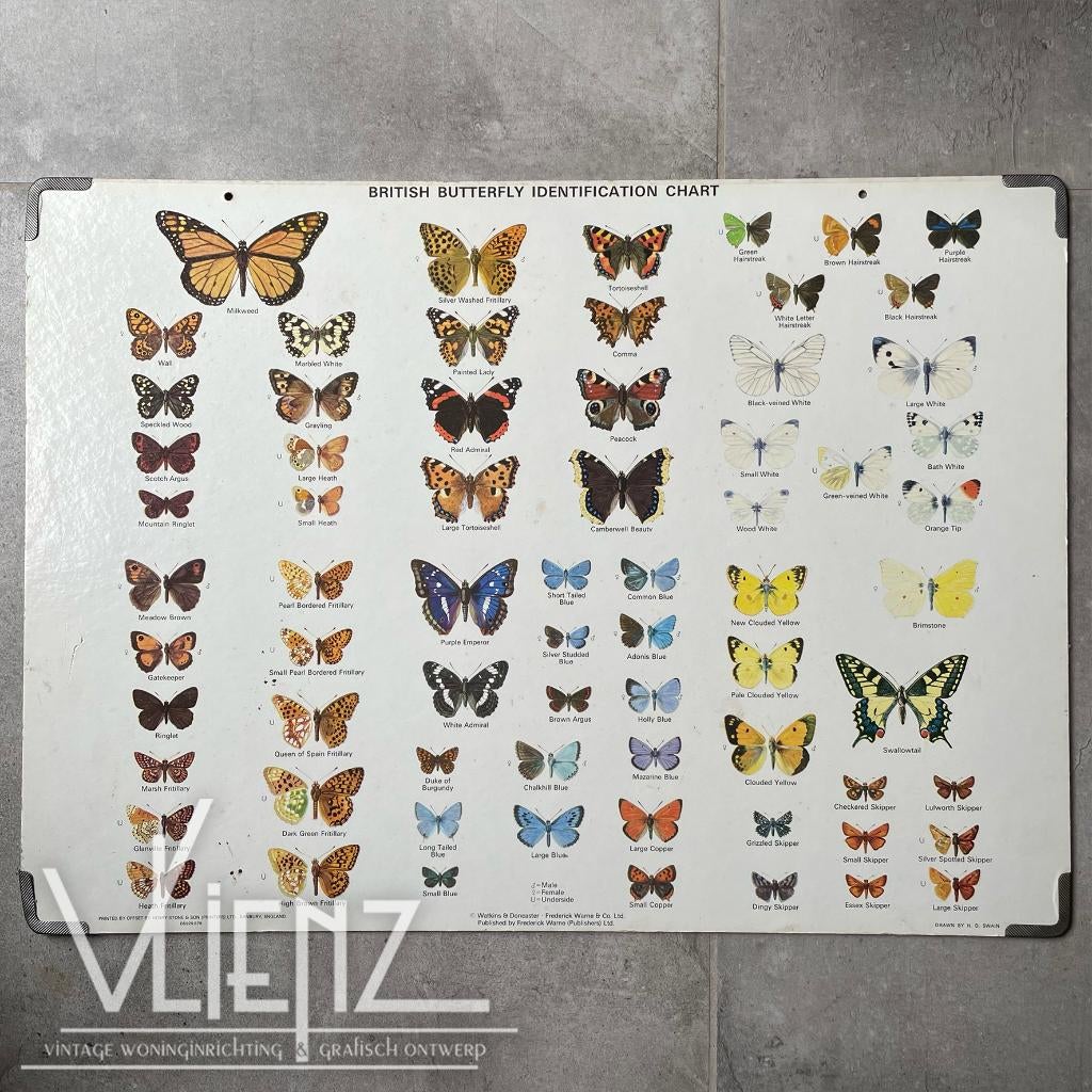 Vintage schoolplaat vlinders karton, British butterfly chart, Ophalen, Natuur en Biologie