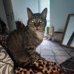 Kat, Baya -Europese korthaar  11-05-2007+Paspoort, Kater, Kortharig, 6 jaar of ouder