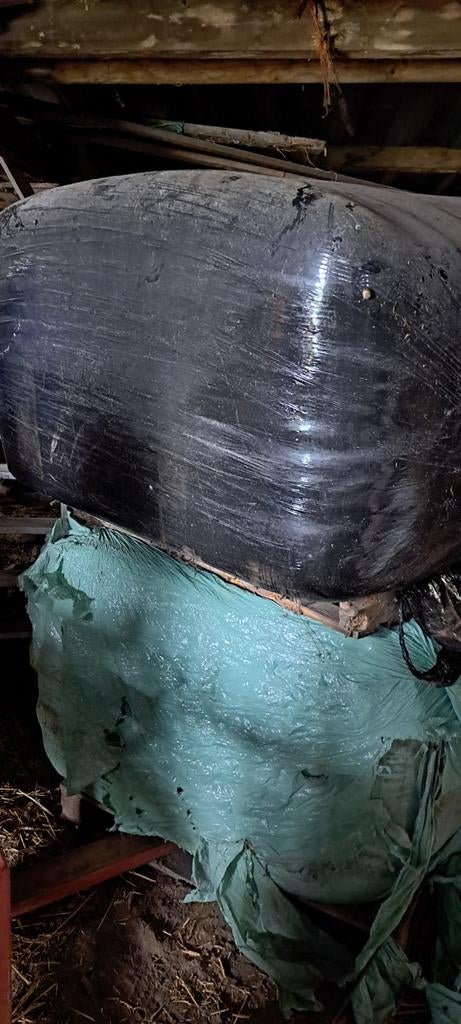 Kuil te koop vierkante zeer grote balen voor Paarden rundvee, Ophalen, Vee