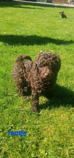 Tekoop aangeboden 3 prachtige Labradoodle pups, Dieren en Toebehoren, Overige rassen, 8 tot 15 weken, Meerdere, Meerdere dieren