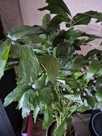 Caryota Palm op Hydrocultuur - Unieke Waaierpalm, Vaste plant, Bloeit niet, Halfschaduw, Ophalen