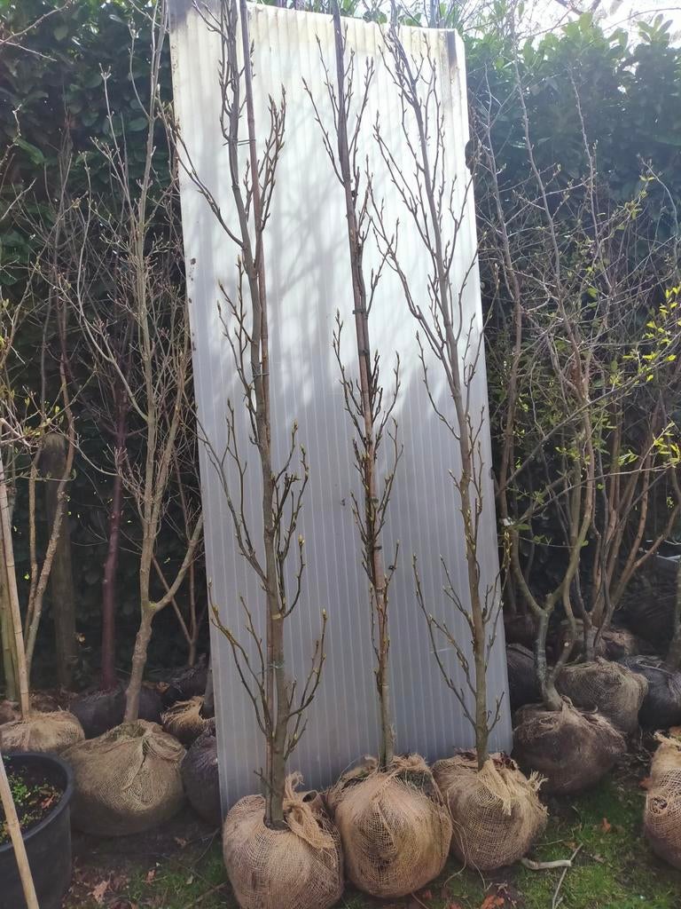 Zuilvormige amberboom, Bloeit niet, 250 tot 400 cm, Zuilboom, Ophalen