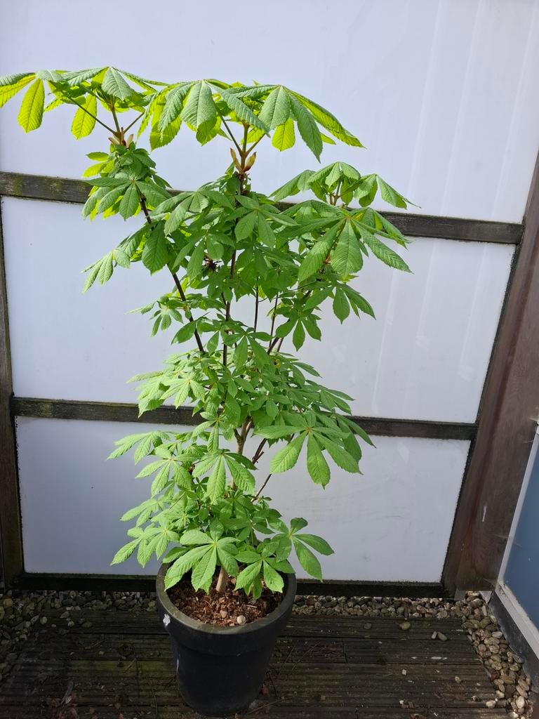 Kastanjeboom 5 jaar oud met pot, Tuin en Terras, Planten | Bomen, Ophalen, Volle zon, Overige soorten, 100 tot 250 cm