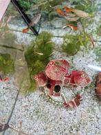 Veel jonge guppen, Vis