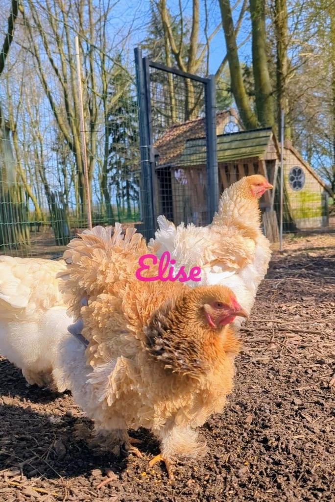 Broedeieren brahma krul groothoenders kippen krulveer, Dieren en Toebehoren, Pluimvee, Kip