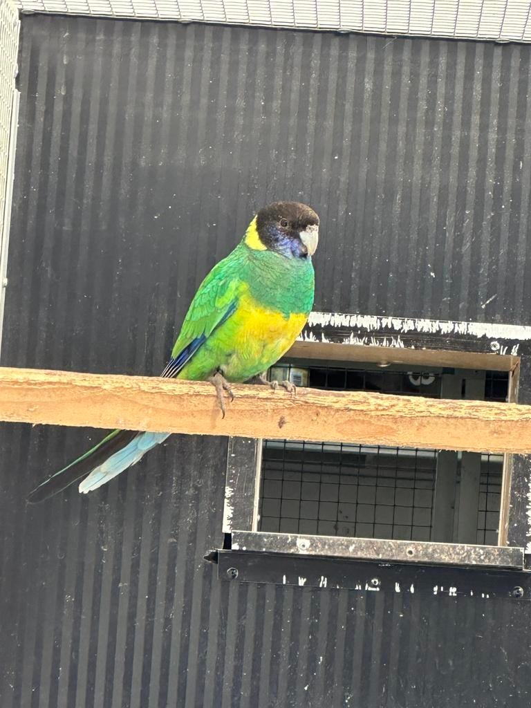 Tekoop portlincoln man 2025, Dieren en Toebehoren, Vogels | Parkieten en Papegaaien, Mannelijk, Parkiet