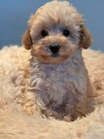 Prachtige pups ( Maltezer met Dwergpoedel ) Maltipoo, Dieren en Toebehoren, Poedel, Parvo, Nederland, 8 tot 15 weken