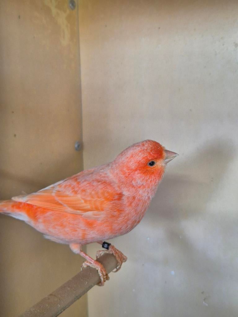 Mooi koppel rode kanaries, Dieren en Toebehoren, Vogels | Kanaries, Meerdere dieren, Kleurkanarie