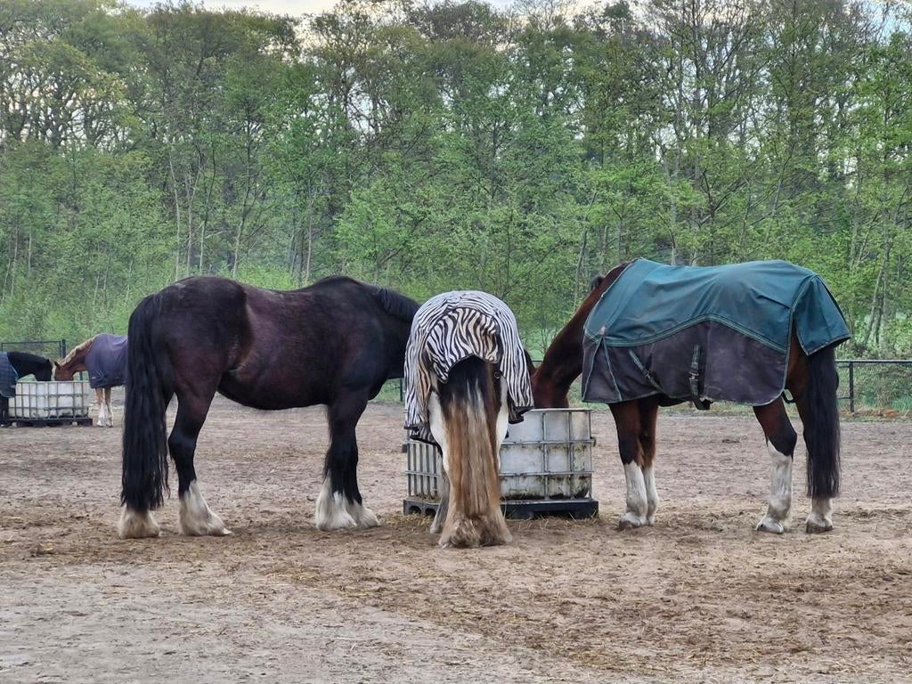 Fijne stalgenoten gezocht kleine prive pensionstal aan bos, Dieren en Toebehoren, Weidegang, 2 of 3 paarden of pony's