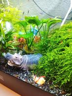 Rode garnalen te koop, Dieren en Toebehoren