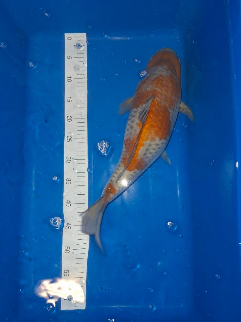 Koi ochiba 50 cm., Karper of Koi