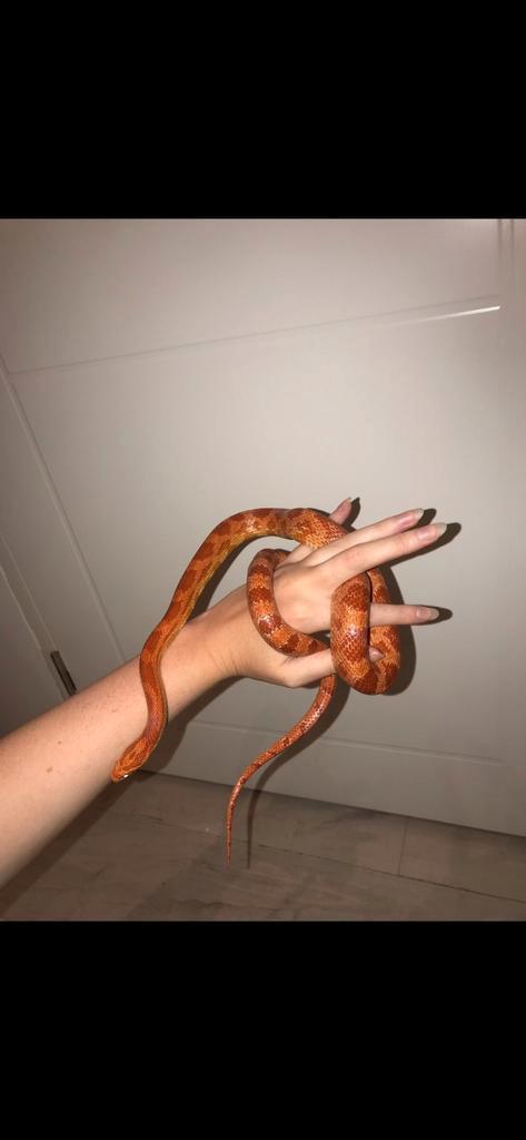 Rattenslangen Rat Snake - unknown for sale from Patricia