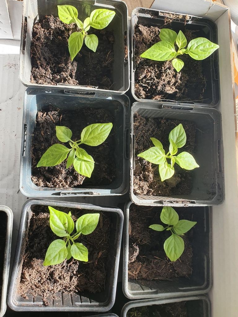 Pittige Madame Jeanette peperplantjes, Tuin en Terras, Planten | Tuinplanten, Ophalen, Eenjarig, Groenteplanten, Volle zon