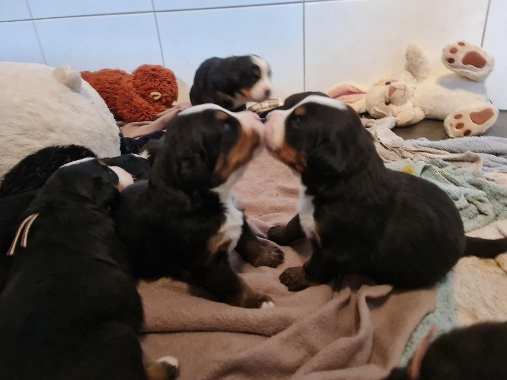 Berner Sennen pups, Meerdere, Meerdere dieren, Nederland, Fokker | Hobbymatig