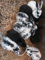 Jonge standaard rex konijnen, Dieren en Toebehoren, Konijnen, Meerdere dieren, Middelgroot