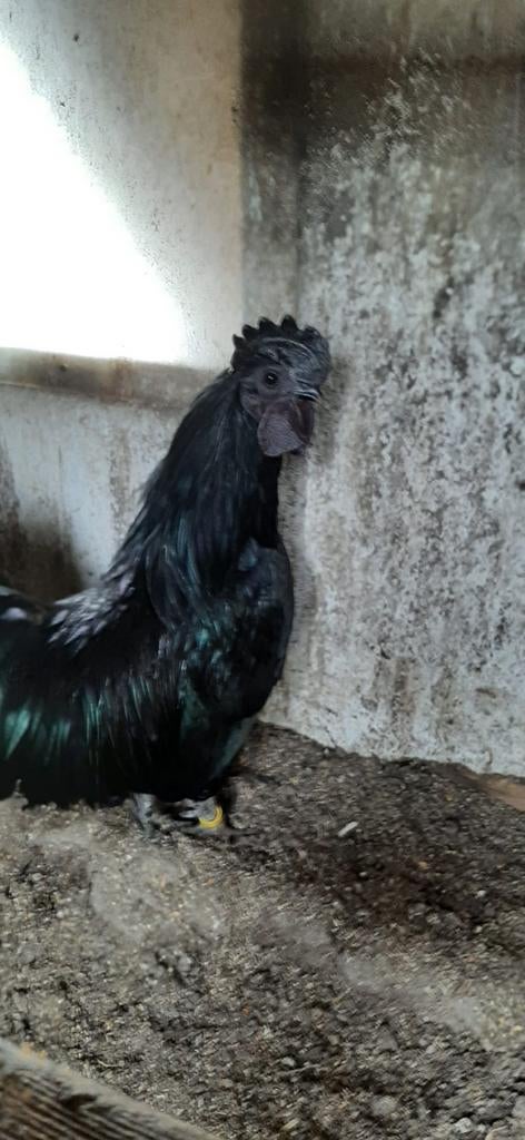 Ayam cemani, Dieren en Toebehoren, Pluimvee, Meerdere dieren, Kip