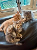 Maine Coon kittens..klaar voor vertrek!!, Meerdere dieren, Ontwormd