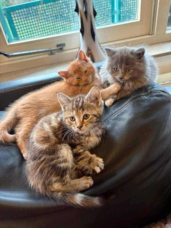 Maine Coon kittens..klaar voor vertrek!!, Dieren en Toebehoren, Katten en Kittens | Raskatten | Langhaar, Meerdere dieren, Ontwormd