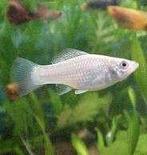 Gratis guppen bij 10 witte mollys voor 10 euro, Vis