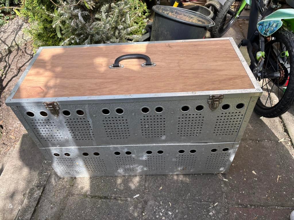 Duivenmand transportmand cavia’s, Mannelijk, Postduif