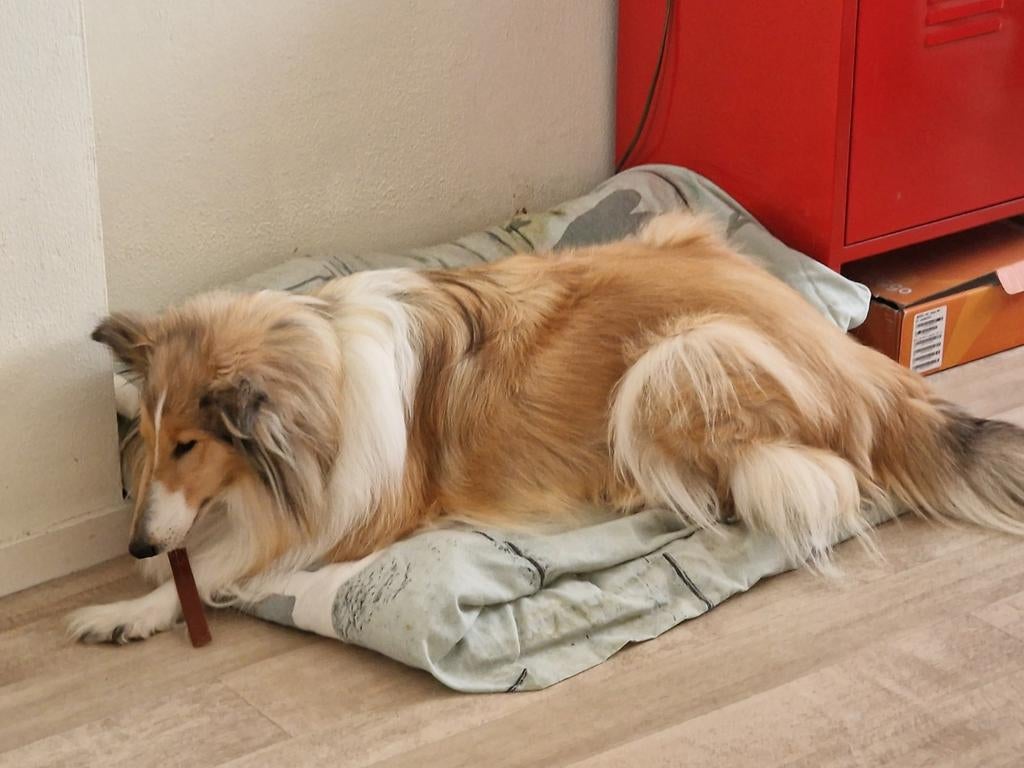 Goed tehuis gezocht voor schotse collie, Dieren en Toebehoren, Honden | Beagles, Bassets en Lopende honden, Teef, Eén hond, 3 tot 5 jaar