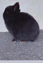 Fraaie zwarte kleurdwerg ram van 2025, Meerdere dieren, Dwerg