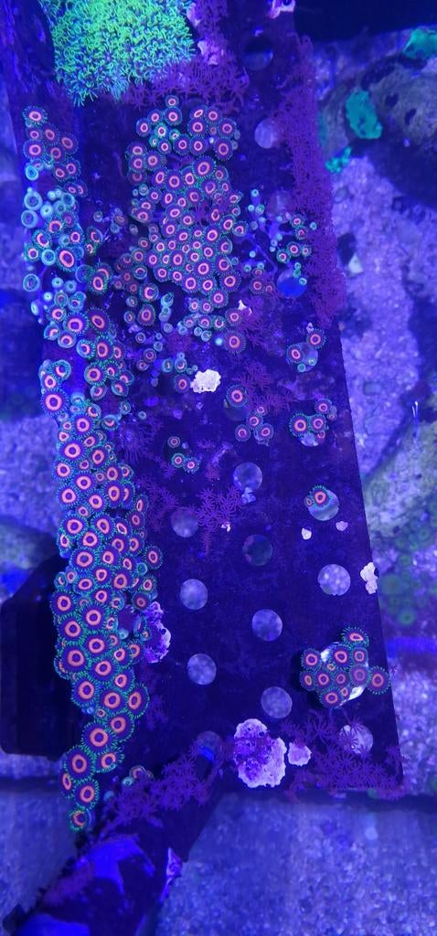 Zohantus eagle eye, Dieren en Toebehoren, Vissen | Aquariumvissen, Vis