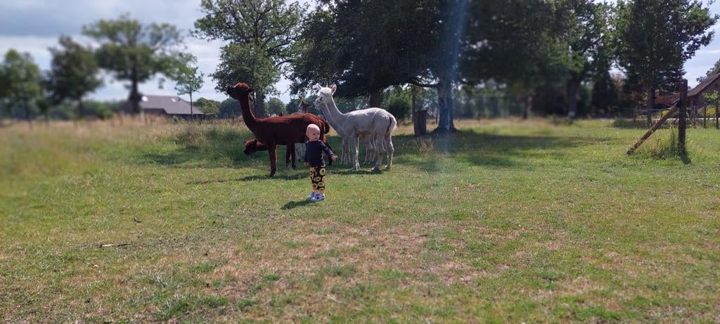Alpaca merries te koop, Augustus, Vrouwelijk