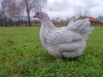 Orpington kriel, Dieren en Toebehoren, Meerdere dieren, Kip