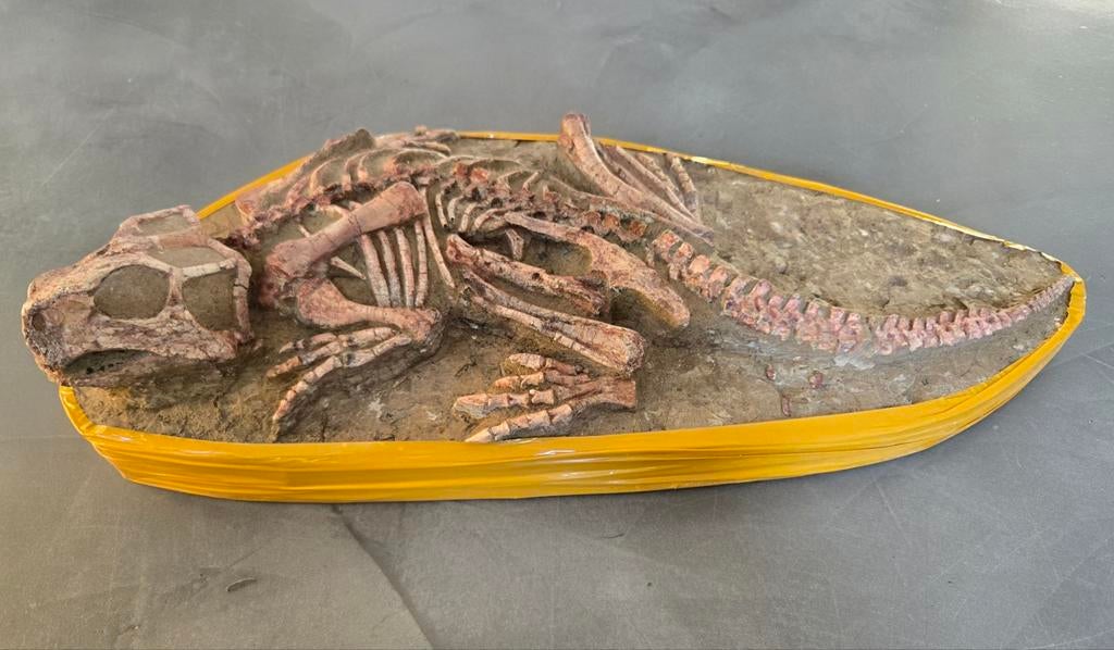 Compleet dinosaurus skelet psittacosaurus, Ophalen of Verzenden, Fossiel
